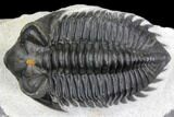 Coltraneia Trilobite Fossil - Huge Faceted Eyes #146575-2